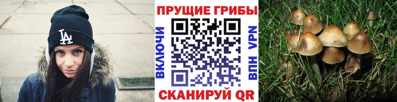 Псилоцибиновые грибы Cubensis Кирово-Чепецк